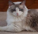 Prudence, a retired female ragdoll breeder