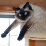 Chloe, retired ragdoll breeder, hanging out stretching