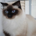 Chloe the ragdoll breeder staring off