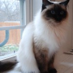 A full length picture of Chloe the ragdoll