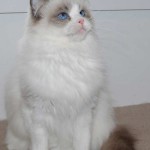 holly a ragdoll breeder, sitting