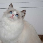 Holly, a female ragdoll cat, looking up