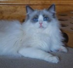 Holly a ragdoll cat, lying around