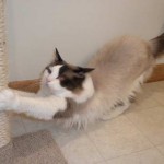 Jackson, a retired male breeder, stretching at his scratching post