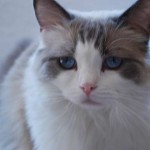 Prudence the retired ragdoll breeder, looking toward the camera