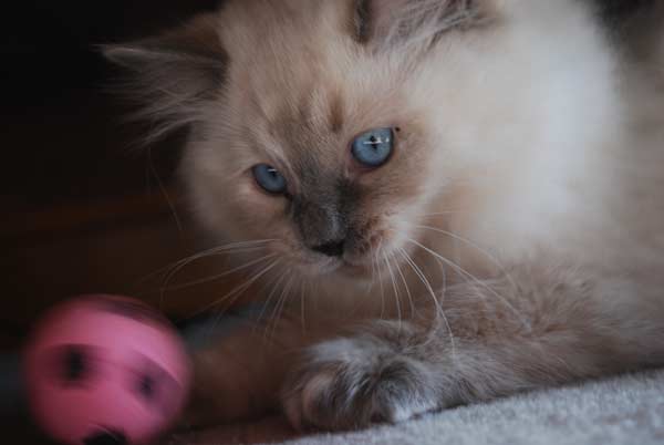 Kitten lying behind a ball