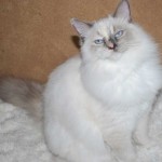 female ragdoll kitten sitting on a rug