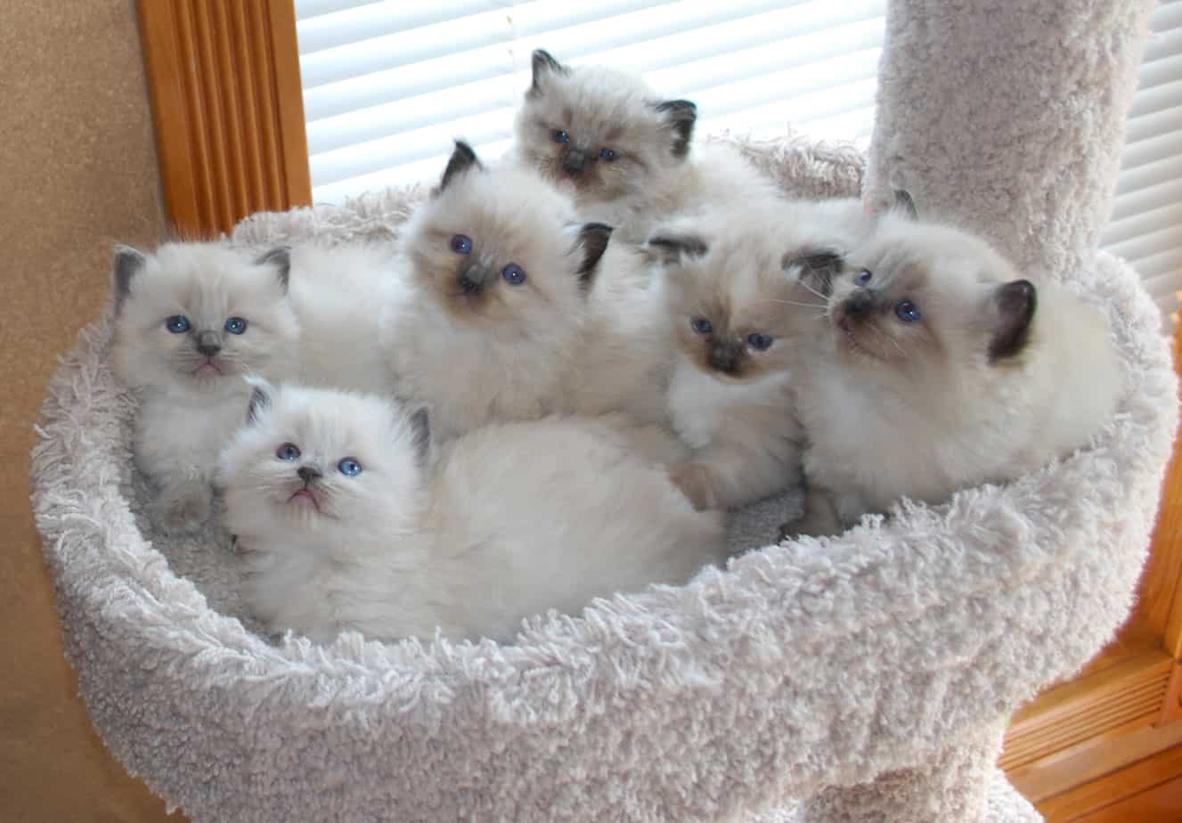 Ragdoll kittens, TICA registered, tradionals, mink, seal, blue